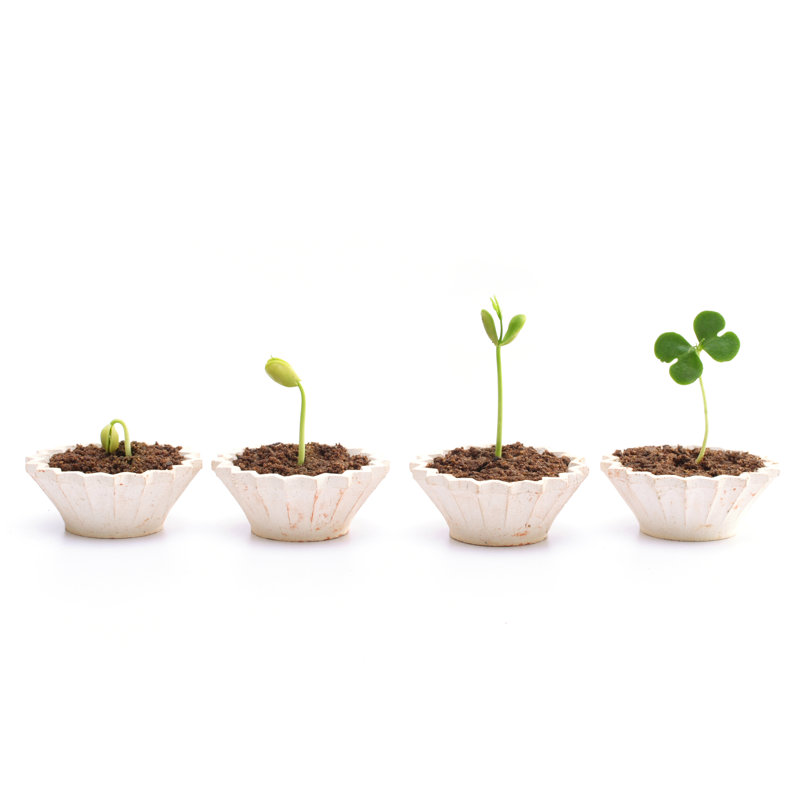 Stages Of The Plant Development - Wrapped Canvas Print, 30cm H x 46cm W x 3.8cm D