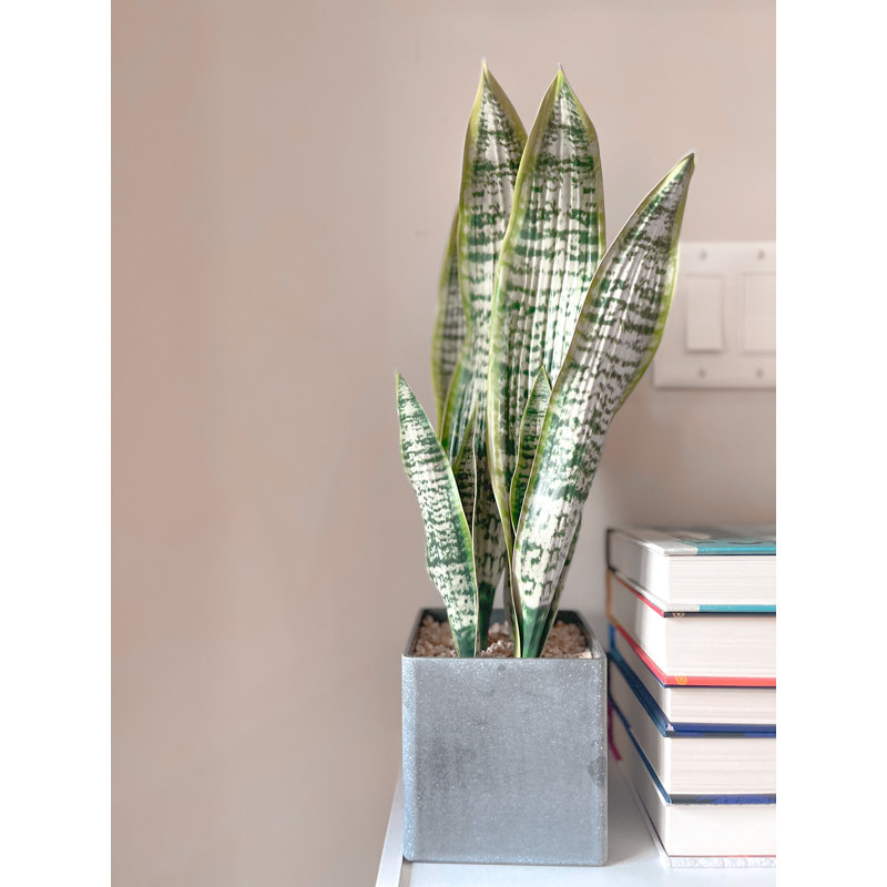 20 "plante faux agave serpent