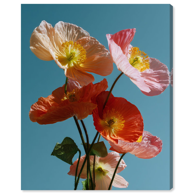 Poppy Bloom II Print by Oliver Gal, Gallery Wrapped, 16"H x 20"W