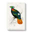 Himalayan Monal Bird by Charles D' Orbigny - Wrapped Canvas-55359388