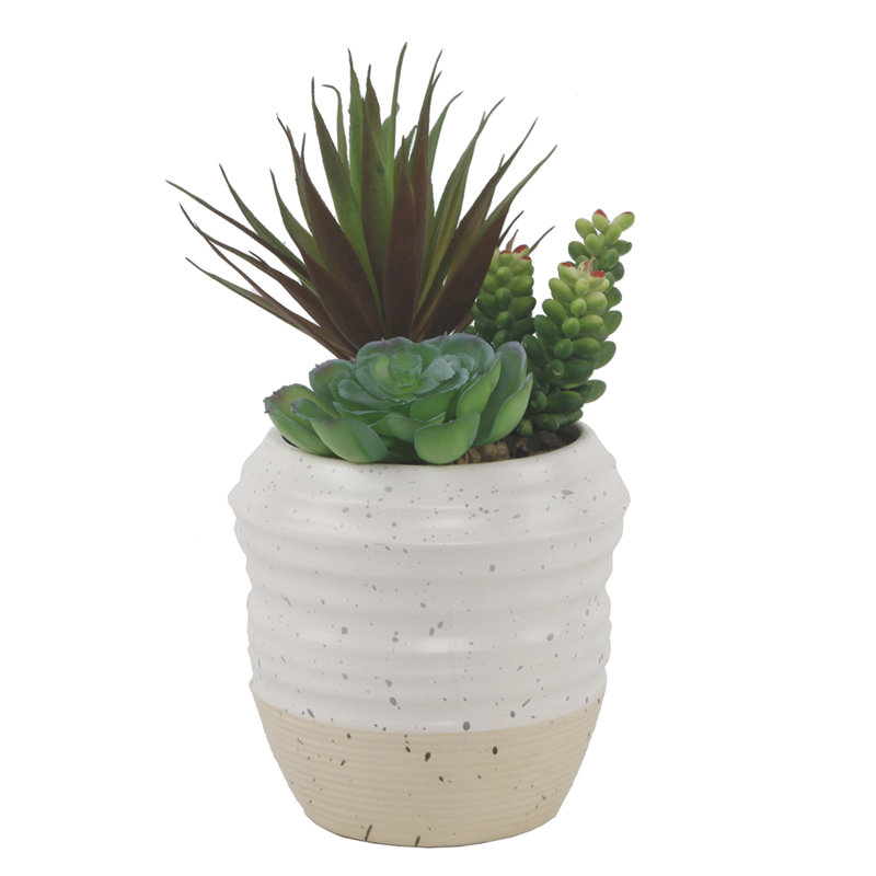 Plante succulent dans un pot de fleurs