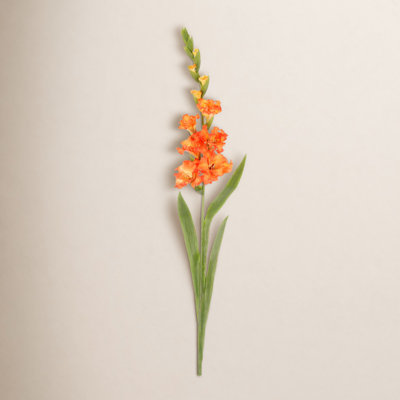 Gladiolus Floral Stems