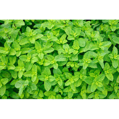 " Mint Leaves "