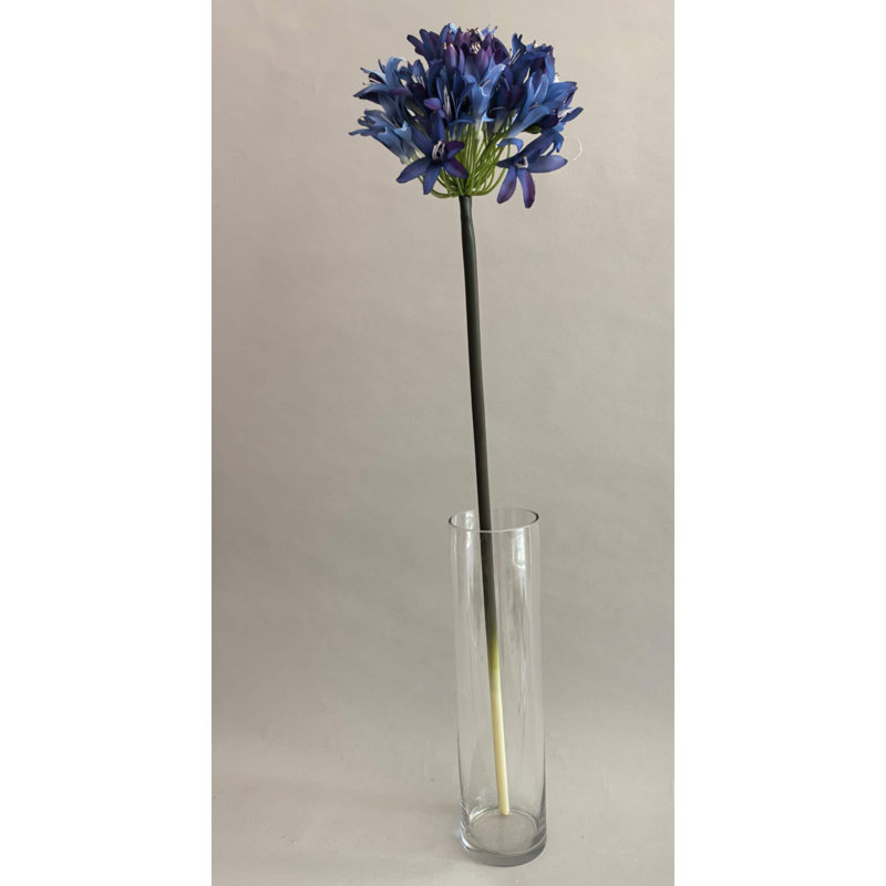 SPRAY POUR AGAPANTHUS, Blue