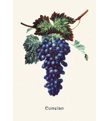 Eumelan Grapes - Unframed Graphic Art