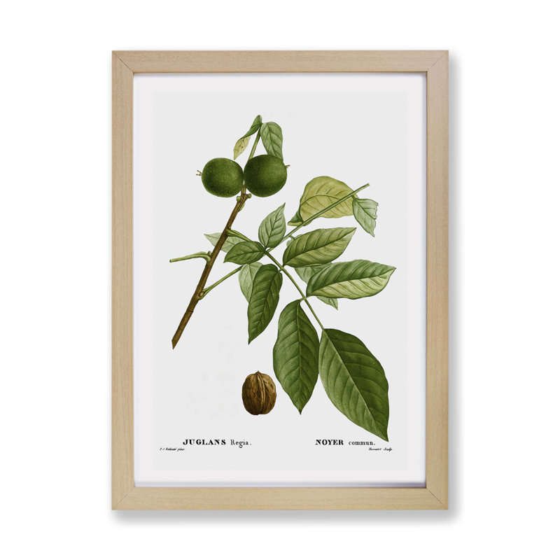 English Walnut Tree by Pierre-Joseph Redoute - Framed Print, Oak, 24cm H x 33cm W x 2cm D