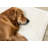Hammersmith Performance Indoor Rug-1752440458