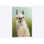 «Who's Your Llama I», reproduction sur toile-29636221-74403716-74403722