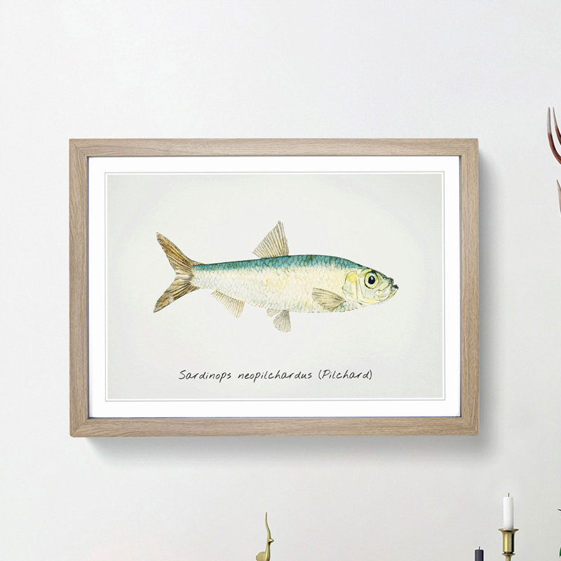 Illustration of a Pilchard by F.E. Clarke - Picture Frame Painting Print, 48cm H x 65cm W x 2cm D, Oak Framed