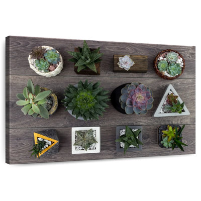 Plantes grasses Harnek
