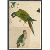 Green Parrot Giclee Print by Soicher Marin Archives