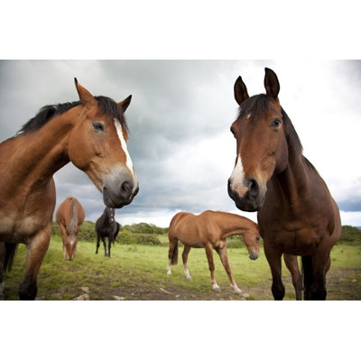 Group Of Horses - Wrapped Canvas Print
