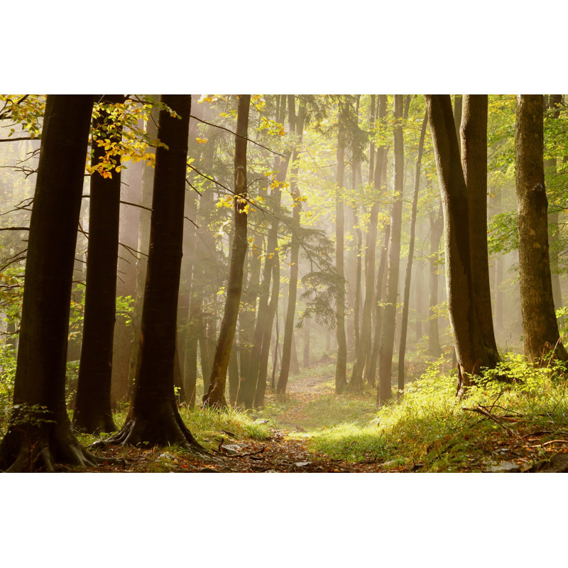 Fairytale Forest Path par Aniszewski - reproduction d'art sur toile tendue, L 18 po x H 12 po