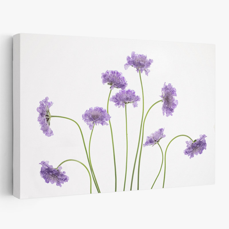 «Plants, Flowers, Pincushions # 2», art mural, H 16 po x l 24 po