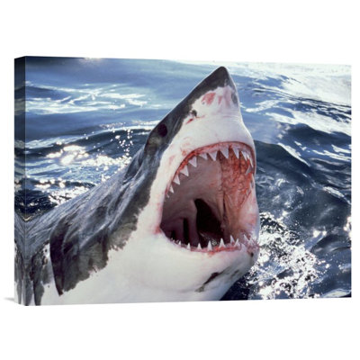 " Great White Shark at Surface with Open Mouth, Neptune Islands, Australia Digitally Enhanced " Print