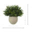 Outdoor UV-Rated Boxwood in Fiberstone Pot