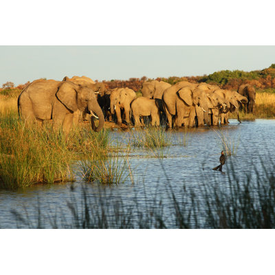 Elephants at Waterhole 501784868