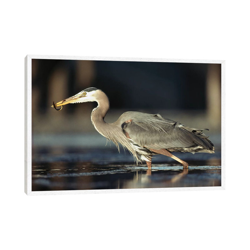 Great Blue Heron With Captured Fish, British Columbia, Canada 1 Piece Wall Art on Canvas, 101.6 cm H x 66.04 cm W
