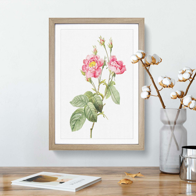 Anemone Rose In Pink by Pierre-Joseph Redoute - Single Picture Frame Painting, 33cm H x 24cm W x 2cm D, Oak Framed
