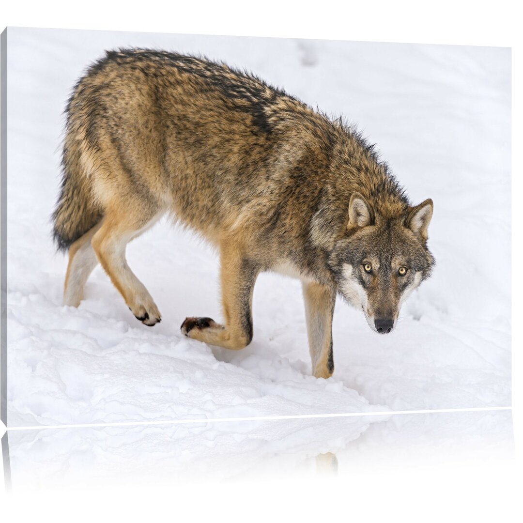 Leinwandbild Seltener Wolf im Schnee