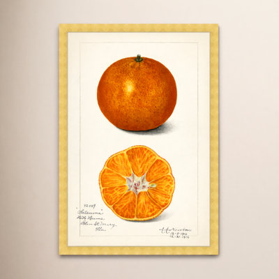" Still Life " Graphic Art Print