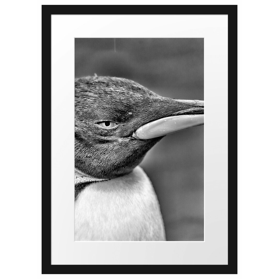 Gerahmtes Poster Kaiserpinguin im Profil