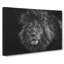 Lion With Piercing Eyes - Wrapped Canvas-56633680