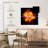 Flaming Rose-1330088395