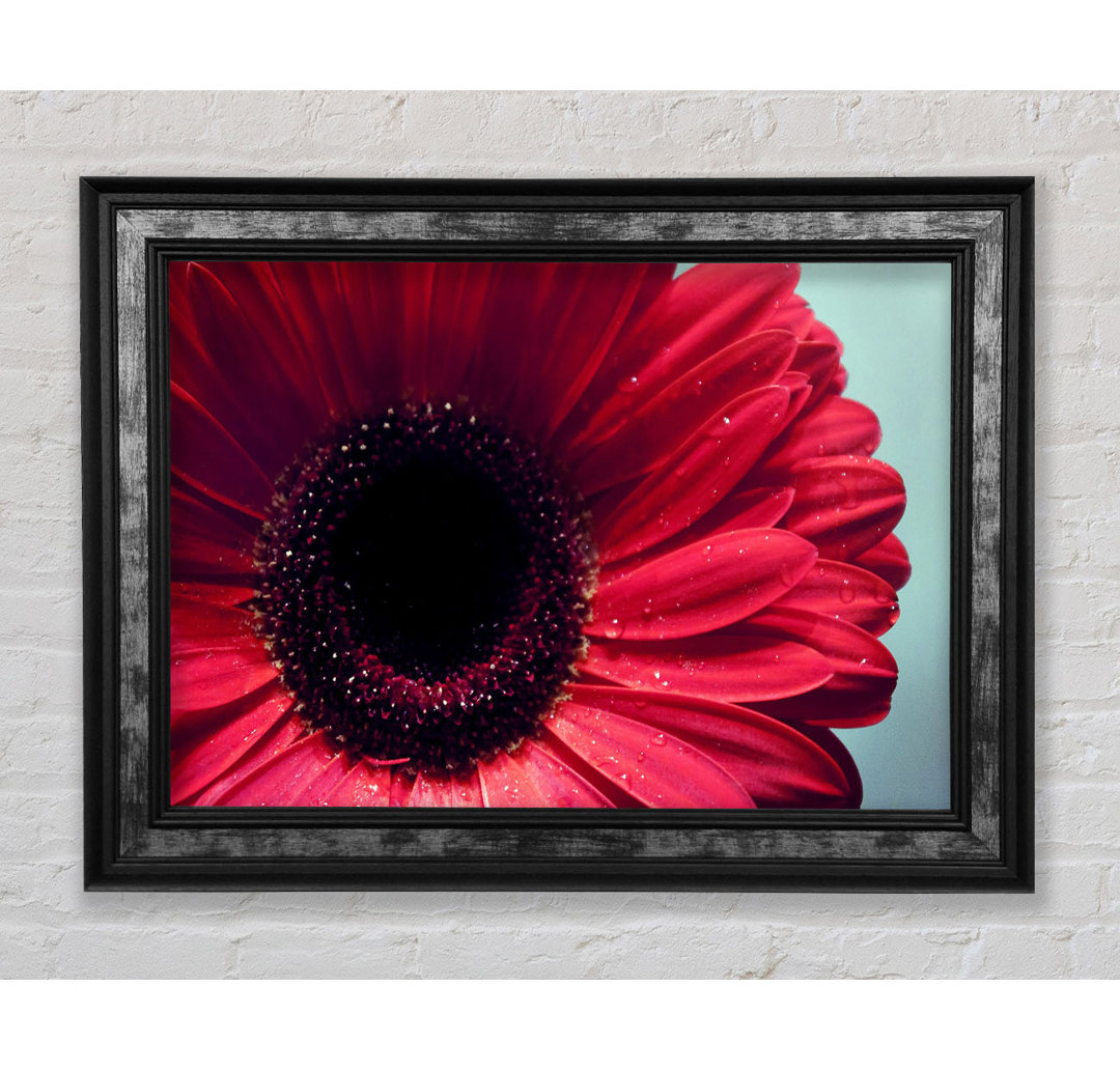 Gerbera Flower Deep Red - Einzelner Bilderrahmen Kunstdrucke