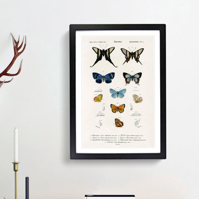 Butterfly Illustrations PL.5 by Charles d' Orbigny - Framed Print