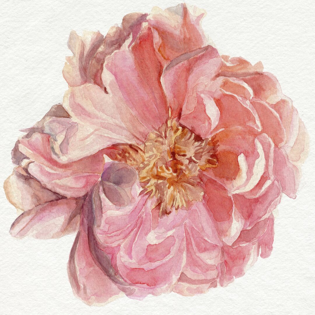 Leinwandbild Blossomed Peony I von Jennifer Paxton Parker