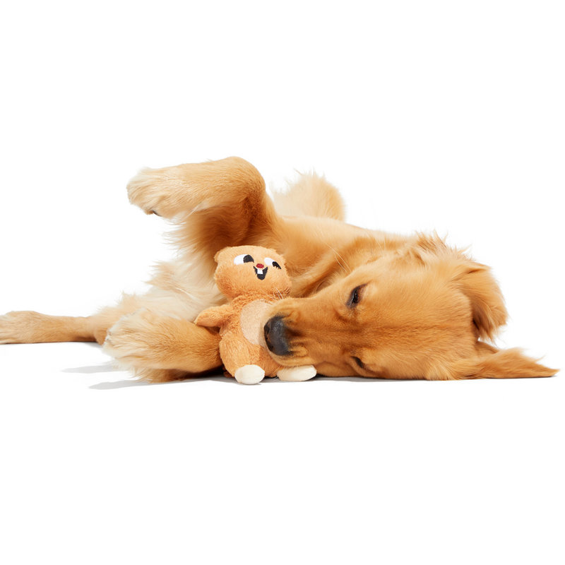 Best Of Bark Box Accessories