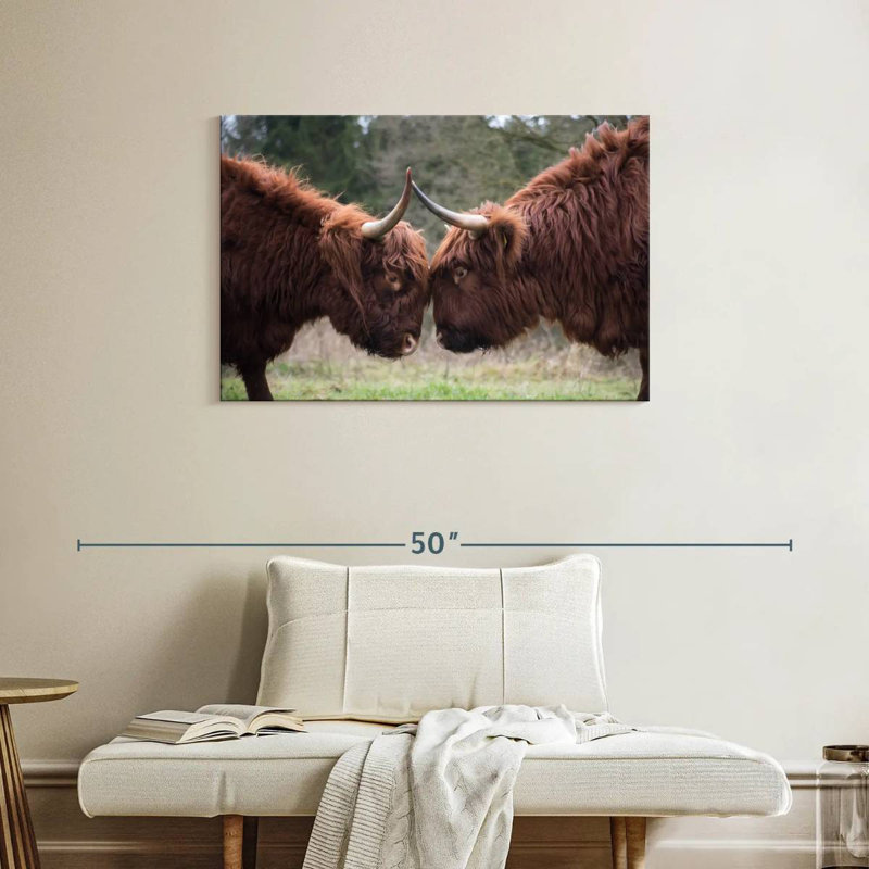 Brampt Highland Cow Clash, 24" H x 36" W