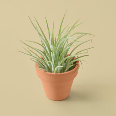 House Plant Shop Live Foliage Plant