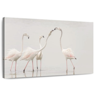Flamants roses vierges Brampt
