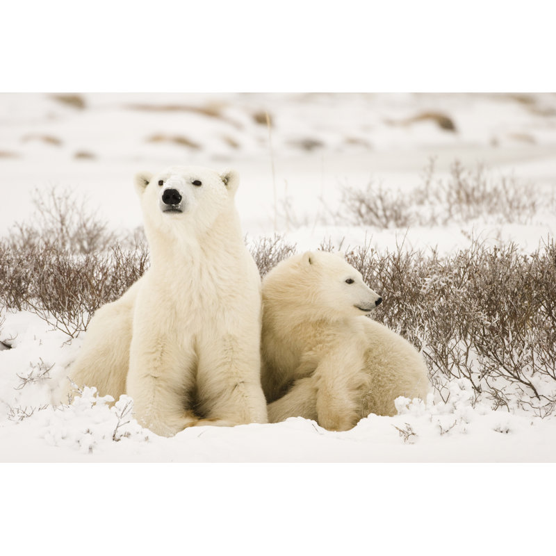 Polar Bear Family - Wrapped Canvas Print, 30cm H x 46cm W
