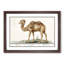 Camel by A.B. De Boodt - Picture Frame Painting Print-55513701-55513704