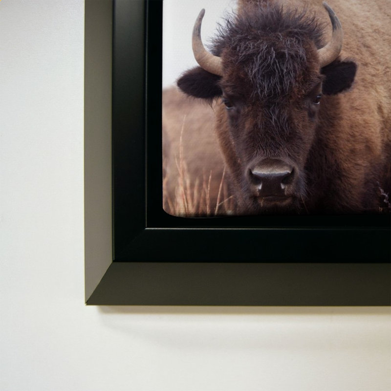 «American Bison IV» par Debra Van Swearingen - Impression sur toile, Black