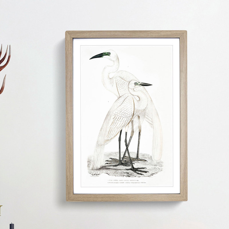 Illustration of White Herons by John Edward Gray - Picture Frame Painting Print, Oak Framed, 36cm H x 27cm W x 2cm D