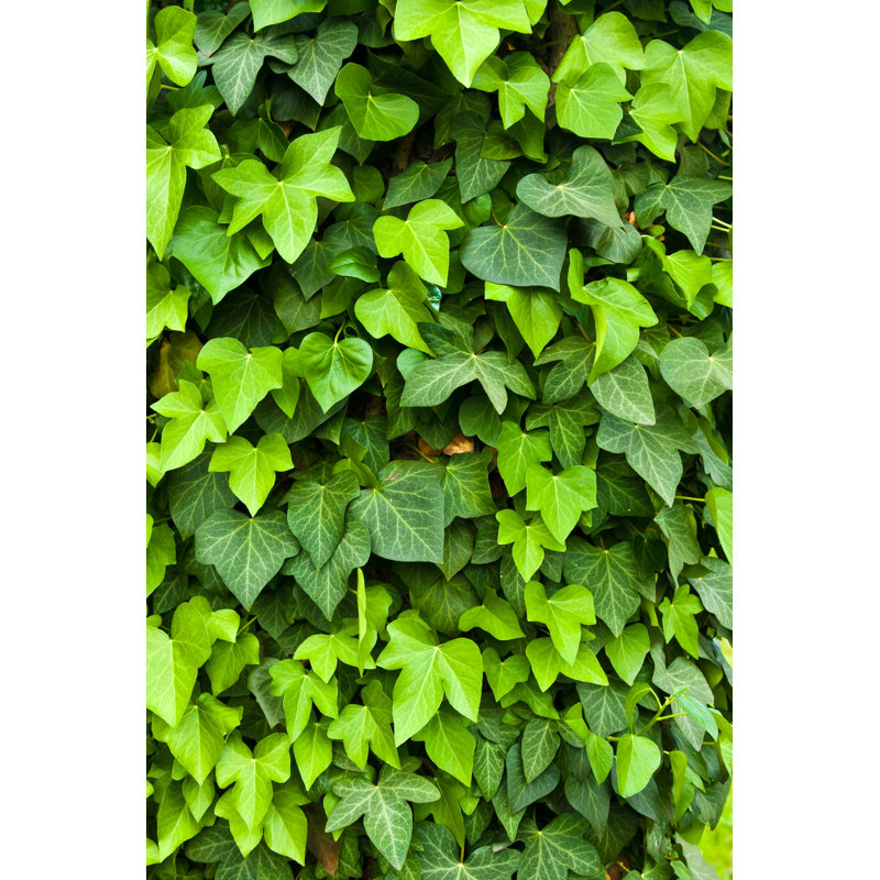 Ivy Background With Leaves And Vines by Minerva Studio - Wrapped Canvas Print, 46Cm H x 30Cm W