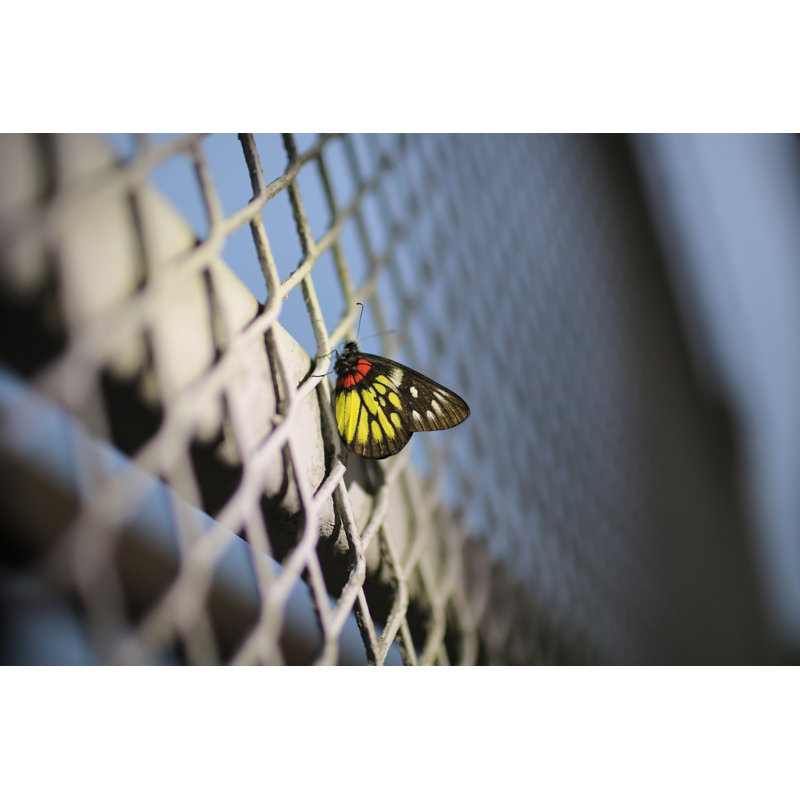 Marinel Butterfly 1 Piece Wrapped Canvas Wall Art, 30cm H x 46cm W x 3.8cm D