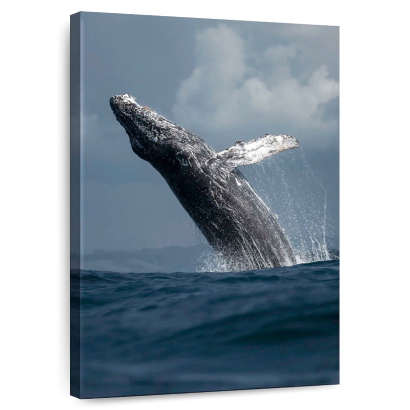 Humpback Whale Flip