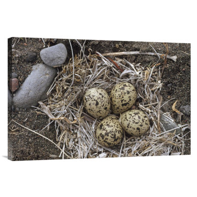 " Semipalmated Plover Eggs in Nest, Alaska " Print