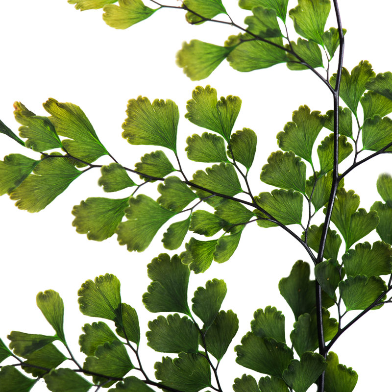 6'' Plant