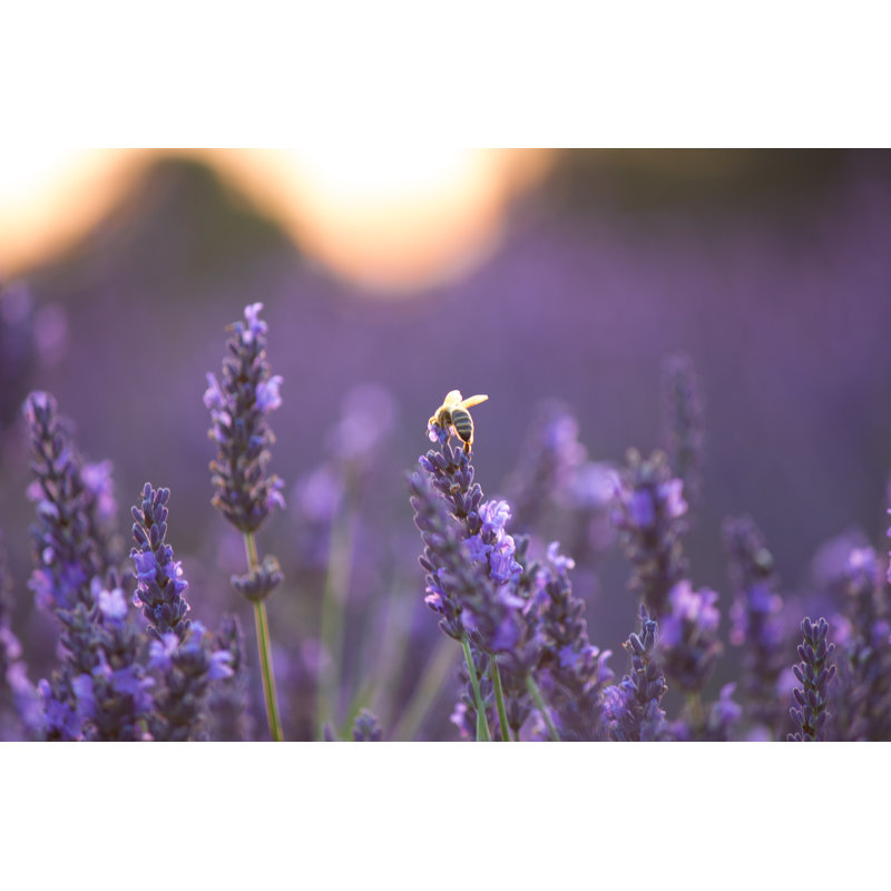 Bee On Lavender by Chrisjsl - Wrapped Canvas Print, 30cm H x 46cm W