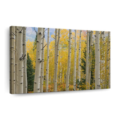 Elk Mountain Aspen Trees sur impression sur toile