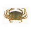 Art sur toile Dave Bartholet Dungie-126039323
