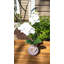 Orchids Arrangement in Vase