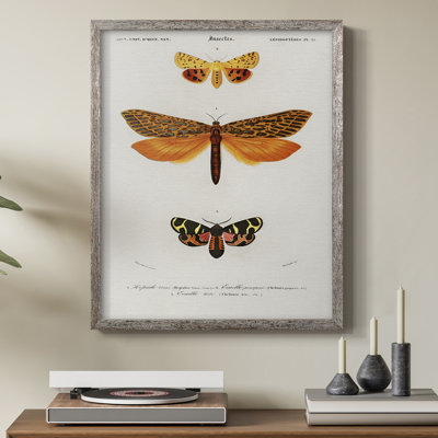 Vintage Animal Print XXIV Framed Print - Solid Wood