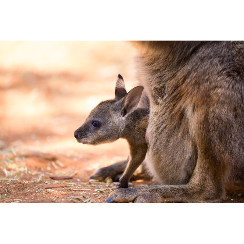 Bébé kangourou Joey sur toile par Burroblando, photographie, H 20 po x l 30 po x P 1,25 po